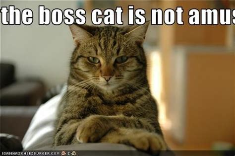 boss cat - Google-søgning | Cats, Funny animals, Crazy cats