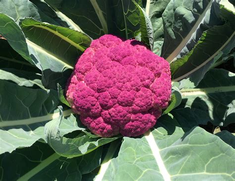 Purple Cauliflower - School Garden Weekly