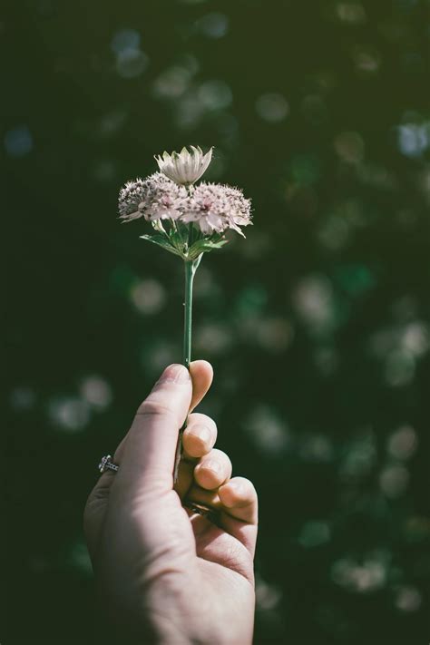 Photo of Hand Holding a Flower · Free Stock Photo