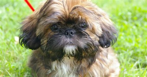 Top Best 60 - Small Dog Breeds | World Dog Finder