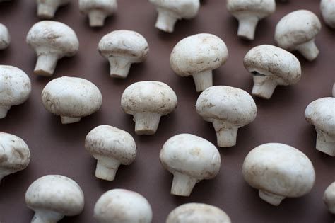 Free Stock photo of Neatly arranged fresh button mushrooms | Stockmedia.cc