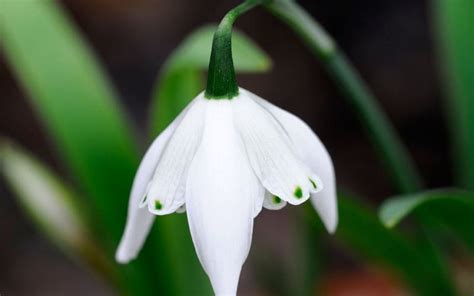 10 beautiful double snowdrops to try