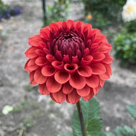 Brown Sugar Dahlia Tuber — Floralora Flowers