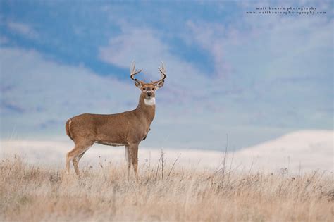 Professional Whitetail Deer Photography | Matt Hansen