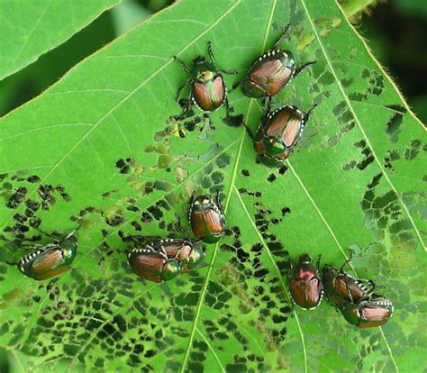 Japanese Beetles | Sussex Tree | Plant Health Diagnostics