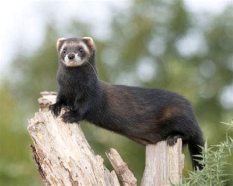 European Polecat Vs Domestic Ferret: Which One Is Best As a Pet