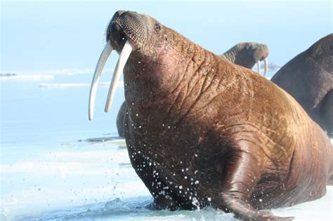 USGS Study Tracks Pacific Walrus, Observes Effects of Arctic Sea Ice Loss on Behavior – Shamskm.com