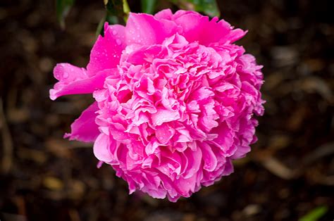 Thom Zehrfeld Photography : Adelman Gardens Peony Paradise | Three