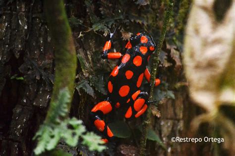 Rana Kokoi / Kokoi Frog (Dendrobates histrionicus), Chocó – Laura ...