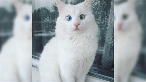 Snow-white cat has the most magical blue and green eyes | Mashable