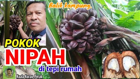 POKOK NIPAH DI TEPI RUMAH - YouTube