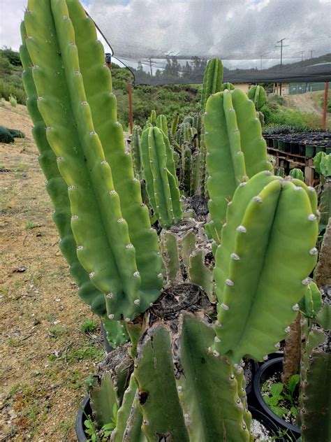 Cereus Peruvianus & Monstrose aka Peruvian Apple Ornamental Cactus ...