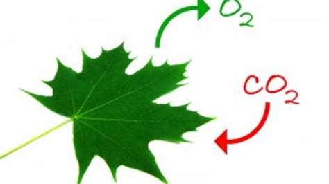 How Plants get Carbon Dioxide for photosynthesis?