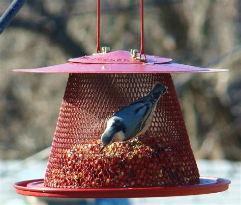 Red Cardinal Bird Feeder - BirdFeedersPros.com