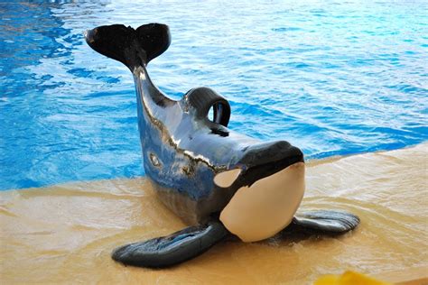 Huge win for orca advocates as #SeaWorld announces an end to circus ...