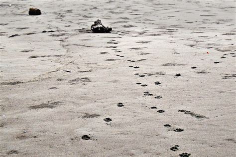 Coyote Tracks In Sand