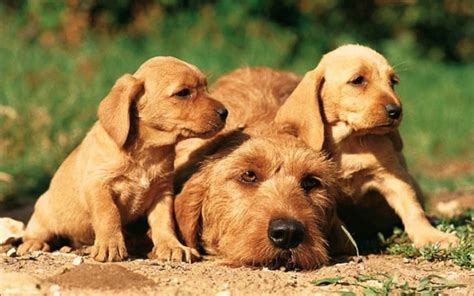 Basset Fauve de Bretagne Puppies Behavior And Characteristics In Different Months Until One Year