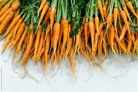 "Fresh Young Brightly Orange Carrots With Green Tops Of Vegetable." by ...