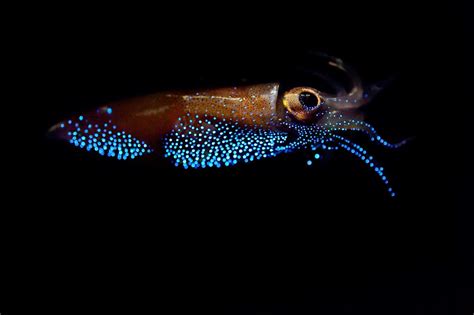 Why do Firefly squids glow? Fun facts about firefly squids