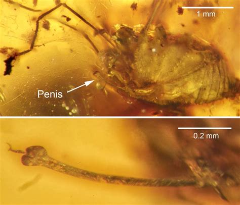 A spider's erection, and other cool things trapped in amber - CNET