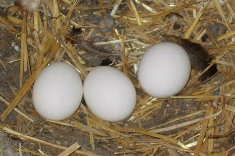 What do the eggs of platypuses look like? How long is the hatching period? - Quora