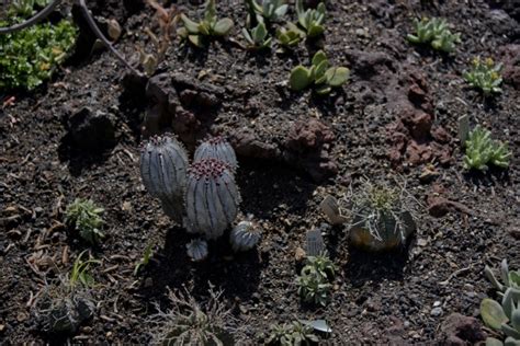 Desert Cactus Garden Free Stock Photo - Public Domain Pictures