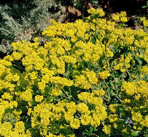 Sulphur Flower (Eriogonum umbellatum) | Applewood Seed Company