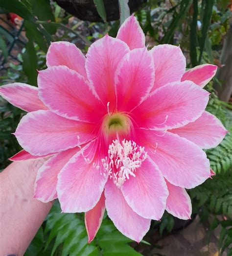 Epiphyllum: Plant Care and Collection of Varieties - Garden.org