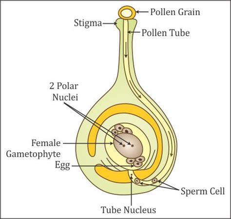 how the process of fertilization takes place in plants draw labelled diagram to explain the ...