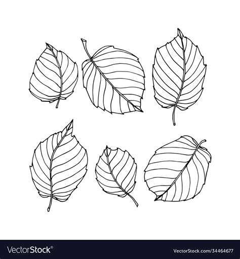 Set simple hazelnut tree leaves Royalty Free Vector Image