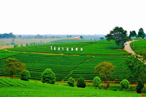 Choui Fong Tea Plantation - Chiang Rai - Guide to Thailand