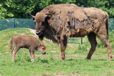 Adorable baby bison calf is born at Fota Wildlife Park in Cork and they are appealing for help ...