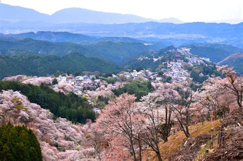 Mount Yoshino Cherry Blossoms - Japan Web Magazine