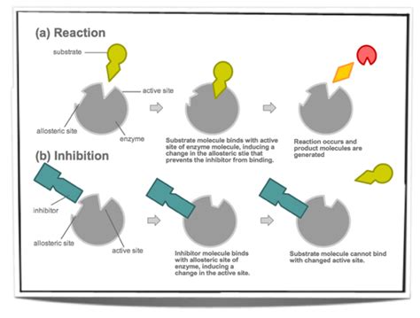 Inhibitors (Competitive and Non-Competitive) - Biology | Socratic