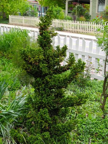 Cryptomeria japonica ‘Black Dragon’ | Kiefer Nursery: Trees, Shrubs ...