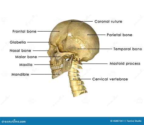 Menselijke schedel stock illustratie. Illustration of mens - 46887261