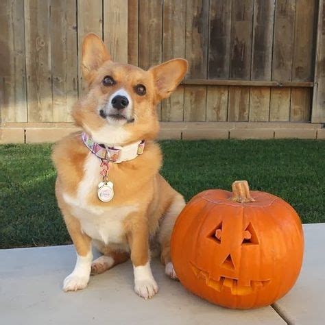 Corgi Pumpkin, " I made it for you" Z | Corgi, Puppy halloween costumes, Dog halloween costumes