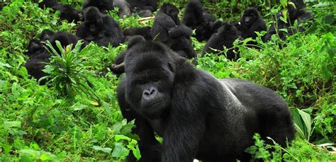 Uganda Gorilla Trekking - Ibuth Safaris