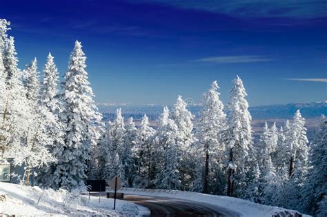 New Mexico Mountain Winter Trees With Snow Stock Photography - Image: 4420612