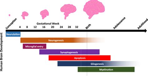 Overview of human brain developmental processes. Human brain... | Download Scientific Diagram