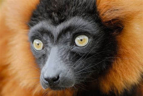 Lemur Facts - Animal Facts Encyclopedia