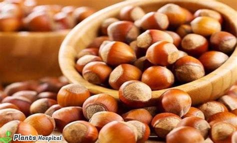 Hazelnuts: Health Benefits & Nutrition Facts, Can You Eat Hazelnuts?