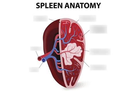 structure and function of the spleen Diagram | Quizlet