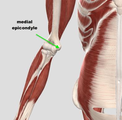 The Lifter’s Guide To Elbow Pain – Squat University