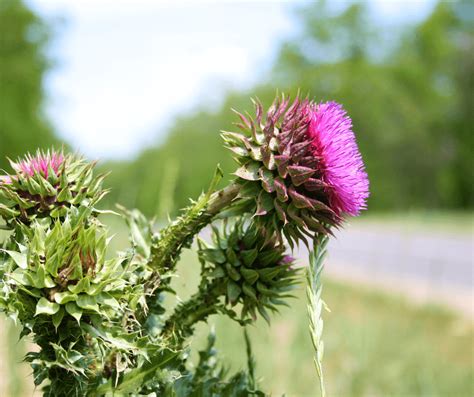 Thistle Meaning Symbolism: The Significance of this Prickly Plant