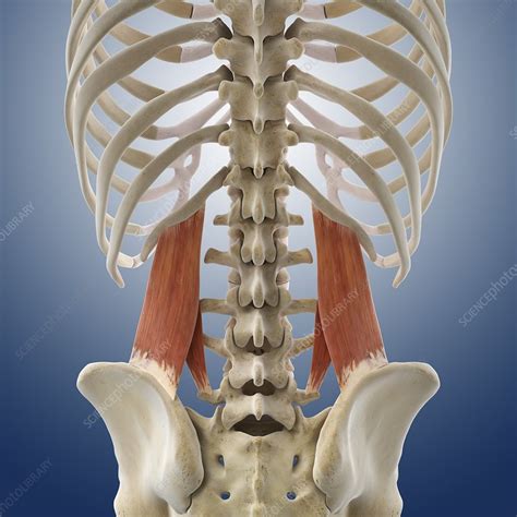 Anatomy Of Lower Back Muscles Diagram