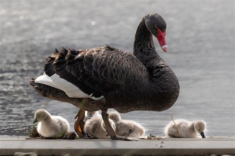 Local News: Cygnets capture local hearts