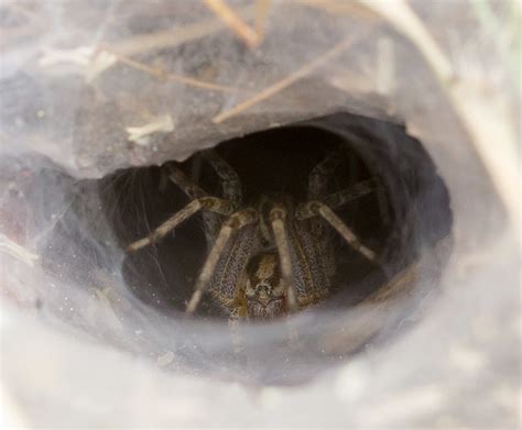 Spider Hole | No Saddam Hussein here. Mt. Diablo State Park… | Flickr - Photo Sharing!