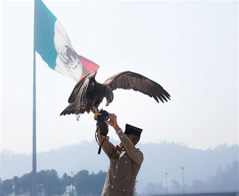 The Strength of a Symbol: Let’s Celebrate Our Golden Eagle! | Viaje a ...