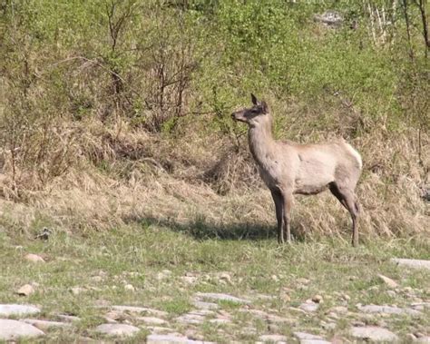 Cervus canadensis xanthopygus - факти, дієта, ареал і фотографії на Animalia.bio